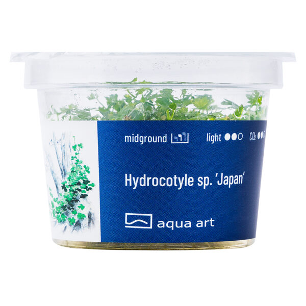 Biljka Hydrocotyle tripartita "Japan" in vitro