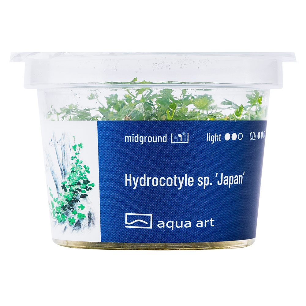 Biljka2 Biljka Hydrocotyle tripartita "Japan" in vitro